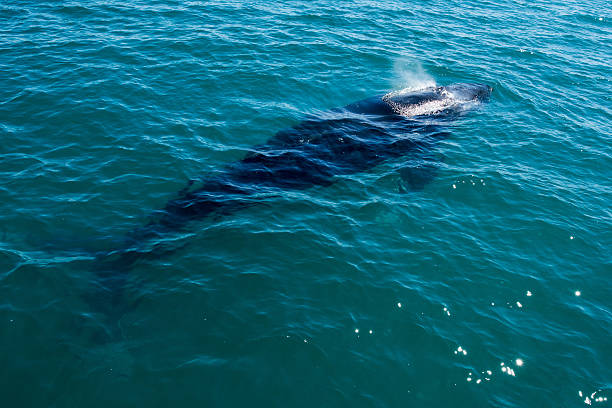 istock Humpback whales swimming in Australia 488627124