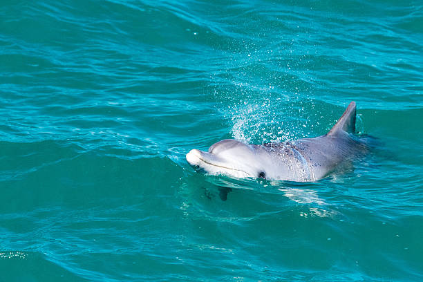 istock monkey mia dolphins near the shore 488627182