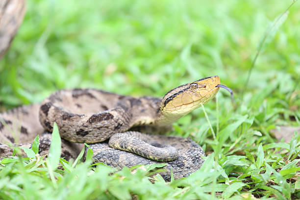 istock Ferdelance Pit Viper in the Rain Forest 488627776