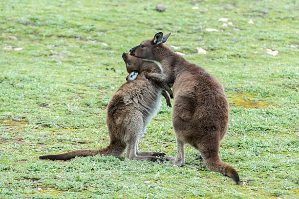 istock Kangaroos mother and son portrait 488627888