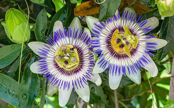 istock Close-up of Passion Flower 488629334