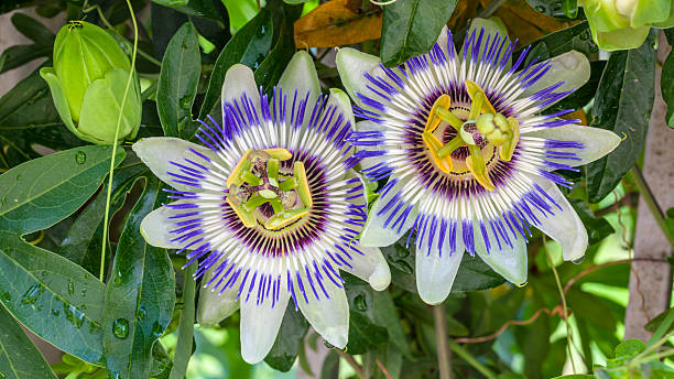 istock Close-up of Passion Flower 488629376