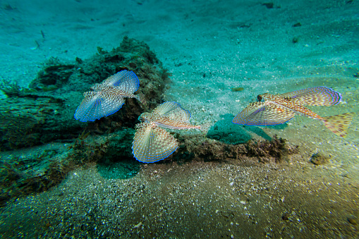 A DSLR underwater photo of three Flying Gurnards (also called helmet gurnard) swiming in Angra dos Reis, Rio de Janeiro, Brazil. They are passing over a small rock on the sand seabed. They ares spreading their 