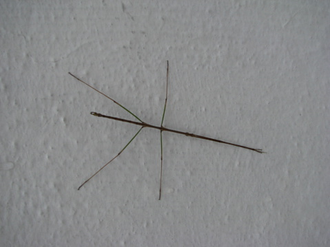 This is a photo of a stick bug.  It is extremely slender and does emulate twigs.  This particular bug is approximately 4 inches in length.  The photo was taken in Ajijic, Jalixo, Mexico