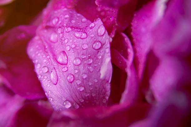 istock Pink wild rose wet leaves with water drops 488630136