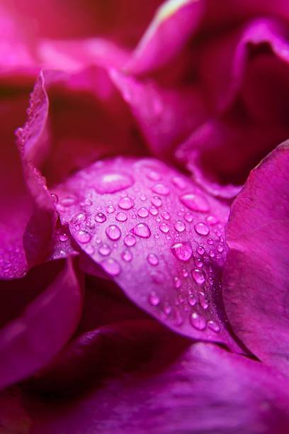 istock Pink wild rose wet leaves with water drops 488630156