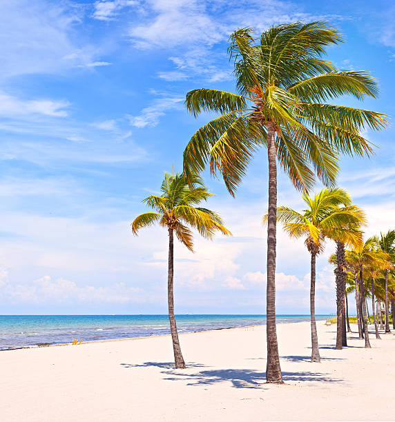 Árvores de palma em Miami Beach - fotografia de stock