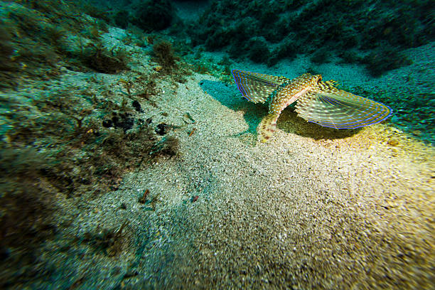 A DSLR underwater photo of a Flying Gurnard (also called helmet gurnard) swiming in Angra dos Reis, Rio de Janeiro, Brazil. It is swimming over the sand seabed aproaching a reef and it is spreading its \