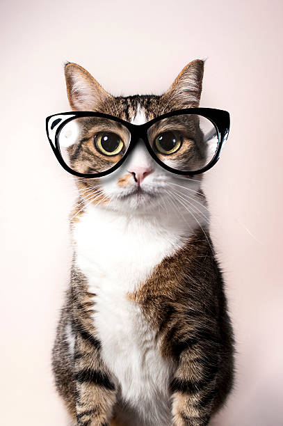 istock Domestic cat with eyeglasses. 488634342