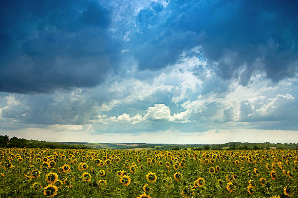 istock Sunflower field landscape 488634692