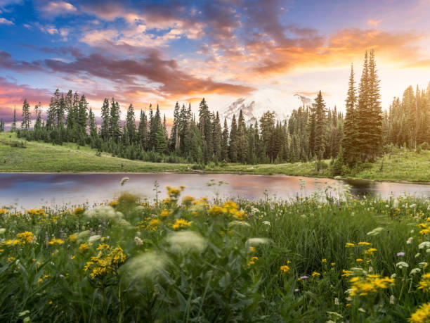 mt.rainier see lake tipsoo von - landscape tree field flower stock-fotos und bilder