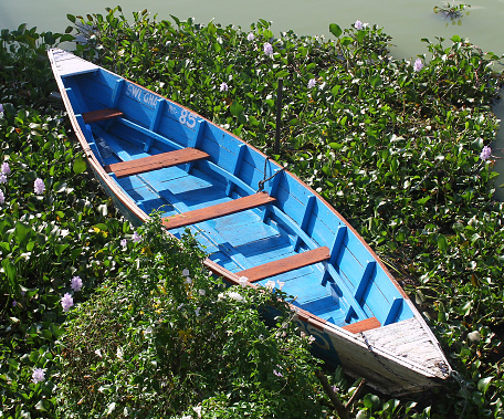 Wooden boat amid water-hyacinths on the lake at Pokhara in Nepal.