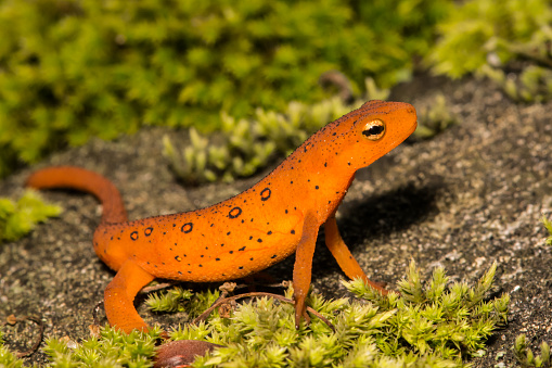 A Red Eft crawling on a mossy stone in the garden.