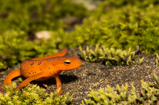 A Red Eft crawling over a mossy stone in the garden.