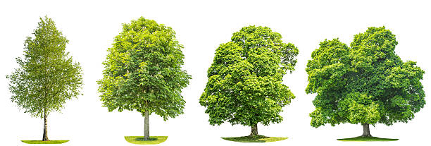 istock Collection of green trees maple, birch, chestnut. Nature objects 488638028