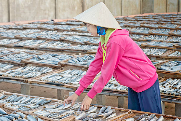 Clasificación de sol Chica pescado seco - foto de stock