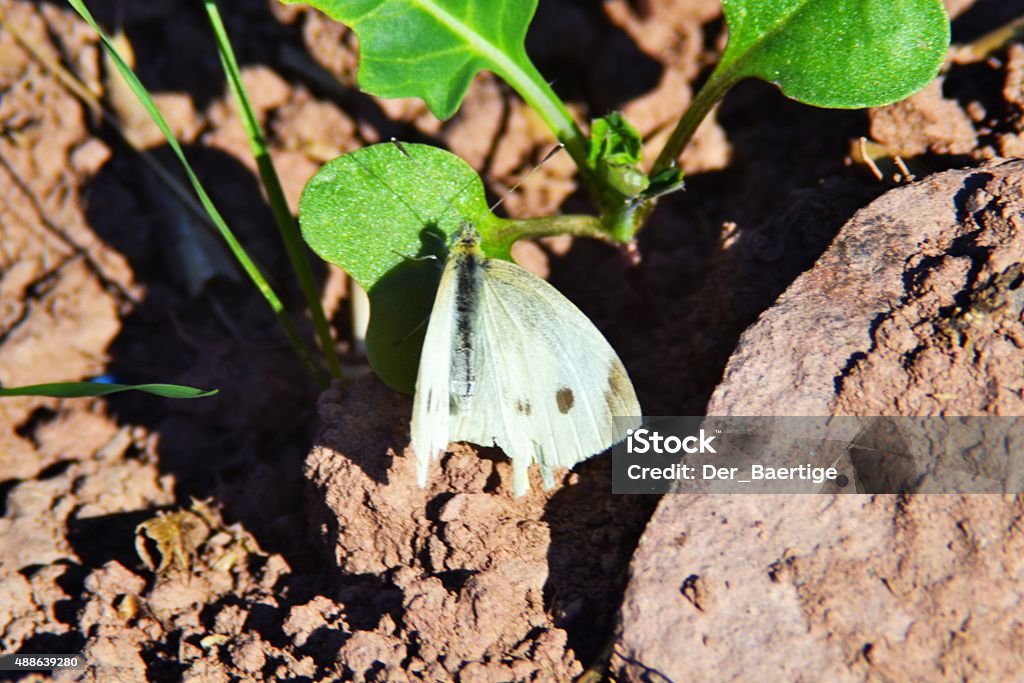 white Butterlfy Macro of an White Butterfly in the Sun on an Acre. 2015 Stock Photo