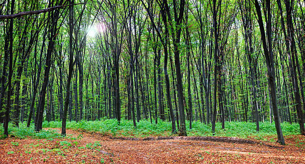 Panorama of a scenic autumn forest.