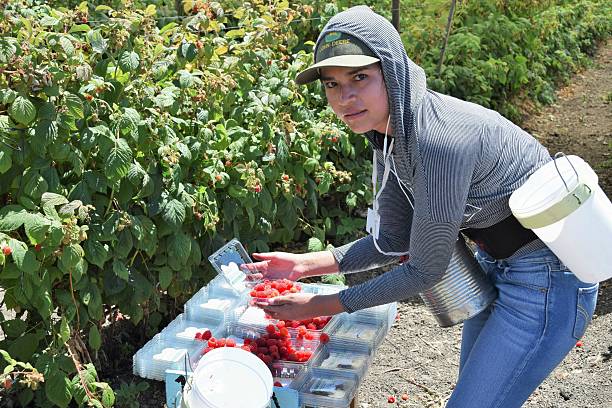 Raspberry Harvest in central California stock photo