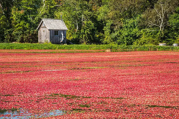A small wooden pumphouse holds the equipment required to flood a cranberry bog for harvest and then drain it for the next growing season.