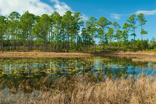 A prairie pond with lillie pads and pine trees in Ocala National Forest.