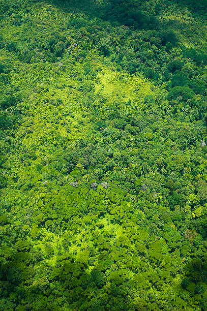 istock Lush Green Rainforest Aerial View 488647384