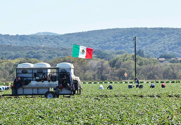 bandiera messicana nel campo della california - foreigner foto e immagini stock
