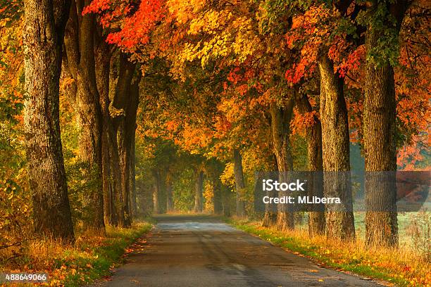 Photo libre de droit de Route Sinueuse En Automne banque d'images et plus d'images libres de droit de Automne - Automne, Fond, Pologne