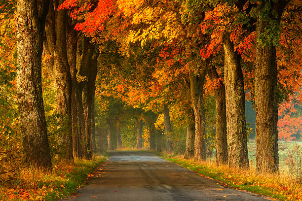 曲がりくねった田舎道で秋 - golden autumn season forest ストックフォトと画像