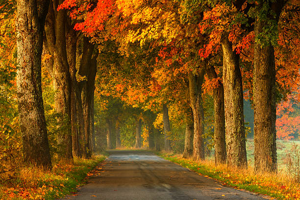 와인딩 컨트리 로드 추절 - golden autumn season forest 뉴스 사진 이미지