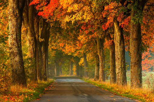 Winding Country Road in Autumn.North Poland.
