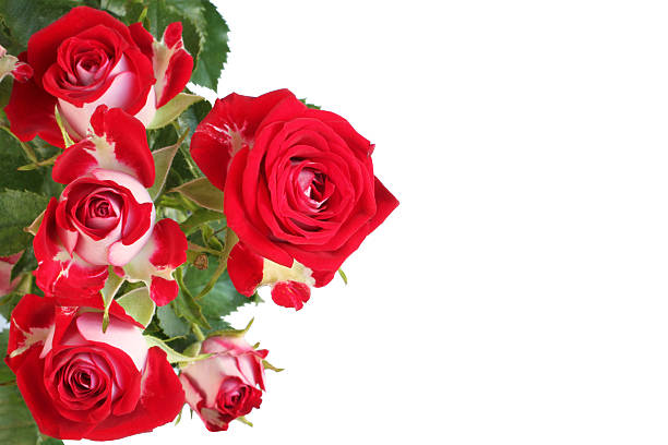 istock Bouquet of small red roses isolated on white background 488649116