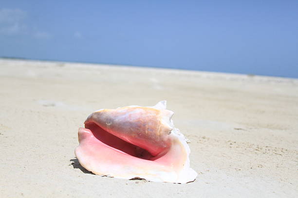 natureza: búzio na praia em bahamas - harbor island imagens e fotografias de stock