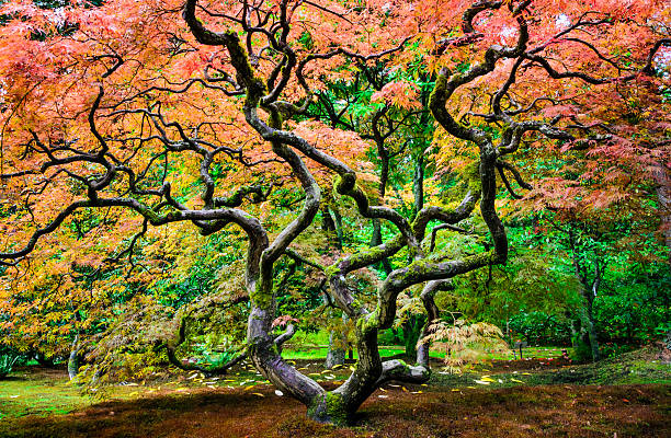 istock Seattle Japanese Garden 488651656