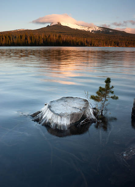 istock Partially Submerged Stump Lakefront Big Lake Mt Washington Oregon 488651659