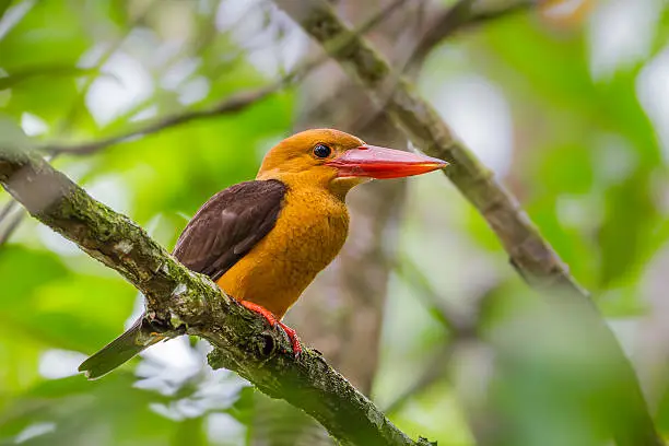 Brown-winged Kingfisher (Halcyon amauroptera) catch on the branch in real nature at at Ngao Mangrove Research Center, Ranong,Thailand