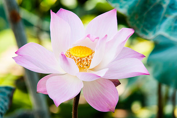 istock Pink lotus flower blooming 488652073