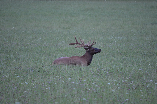 Elk laying in a field