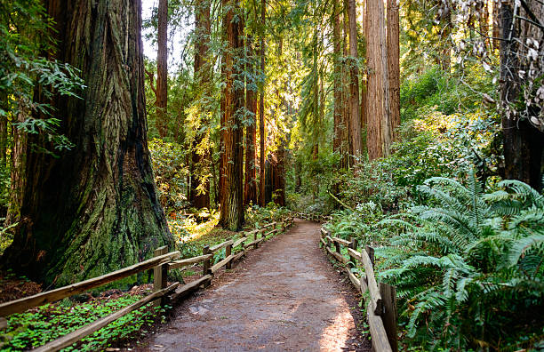 Muir Woods National Monument Muir Woods National Monument sequoia sempervirens stock pictures, royalty-free photos & images