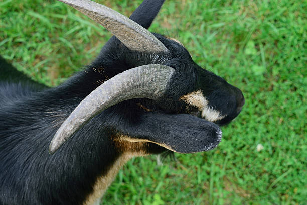 vue de la tête et des épaules de cornes de chèvre nain - nigerian dwarf photos et images de collection