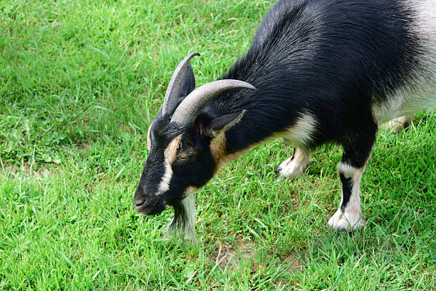 masculino chifres de cabra-anã - nigerian dwarf imagens e fotografias de stock