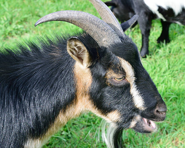 chifres retrato de cabra-anã - nigerian dwarf imagens e fotografias de stock