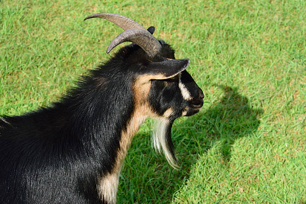 chifres de cabra anã e a sua sombra - nigerian dwarf imagens e fotografias de stock