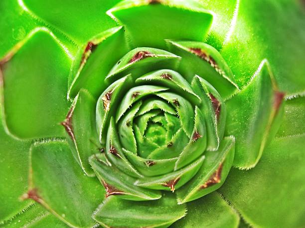 istock Succulent plant, Sempervivum, Green Houseleek 488653541