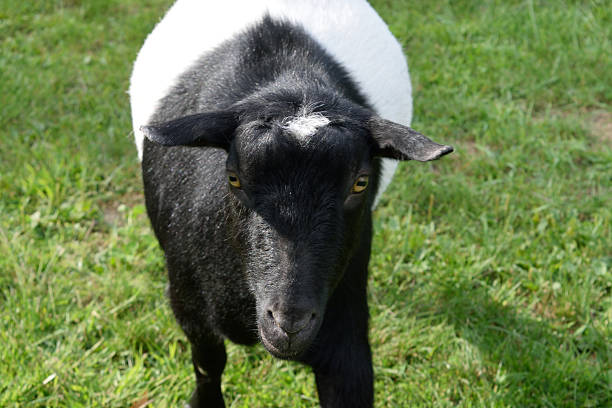 ludique nain de chèvre noir et blanc - nigerian dwarf photos et images de collection