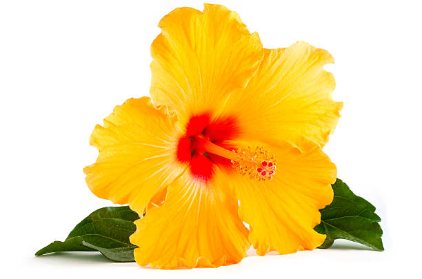 istock Tropical Yellow Hibiscus Flower isolated on white 488653571