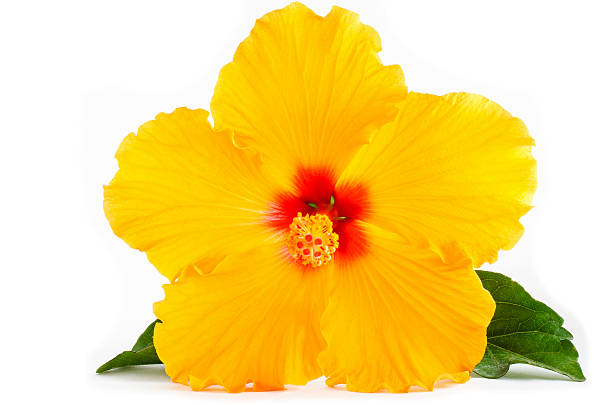 istock Tropical Yellow Hibiscus Flower isolated on white 488653577