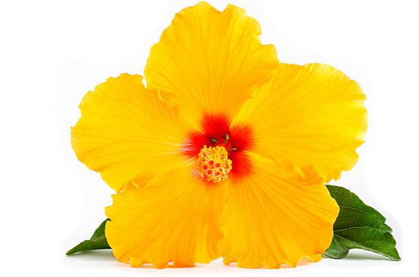 Tropical Yellow Hibiscus Flower isolated on white stock photo