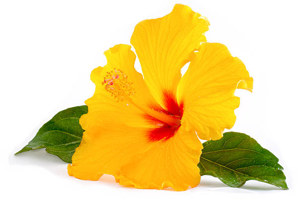 Tropical Yellow Hibiscus Flower isolated on white A single yellow hebiscus flower with water droplet and foliage, isolated on a white background. orange flowers on white stock pictures, royalty-free photos & images