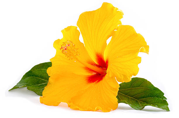 amarelo flor de hibisco tropical isolado no branco - hibiscus imagens e fotografias de stock